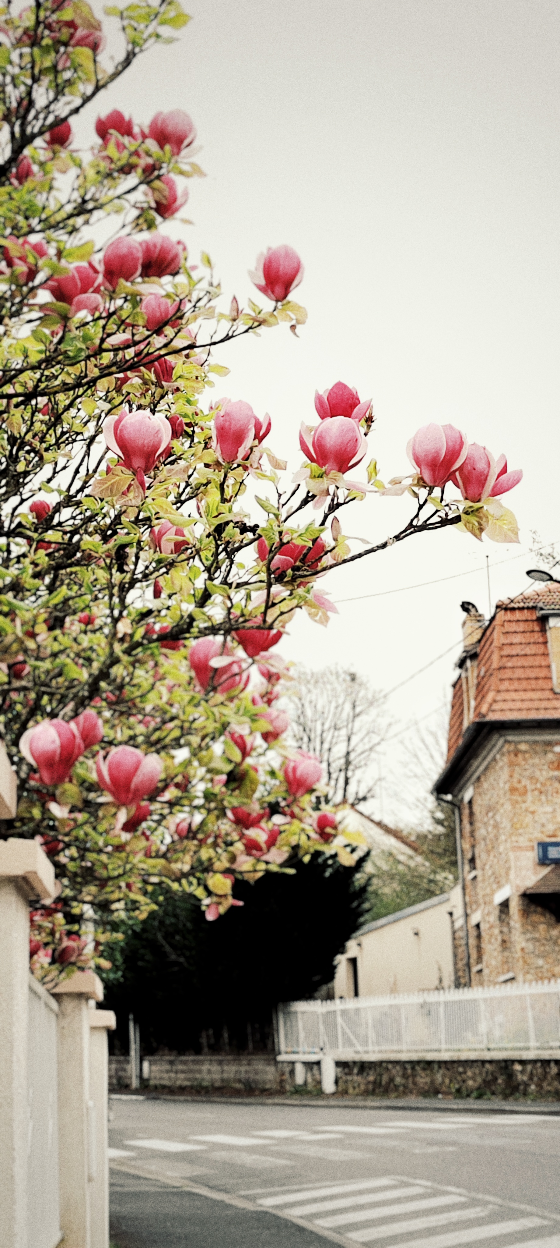 Escaping Magnolia