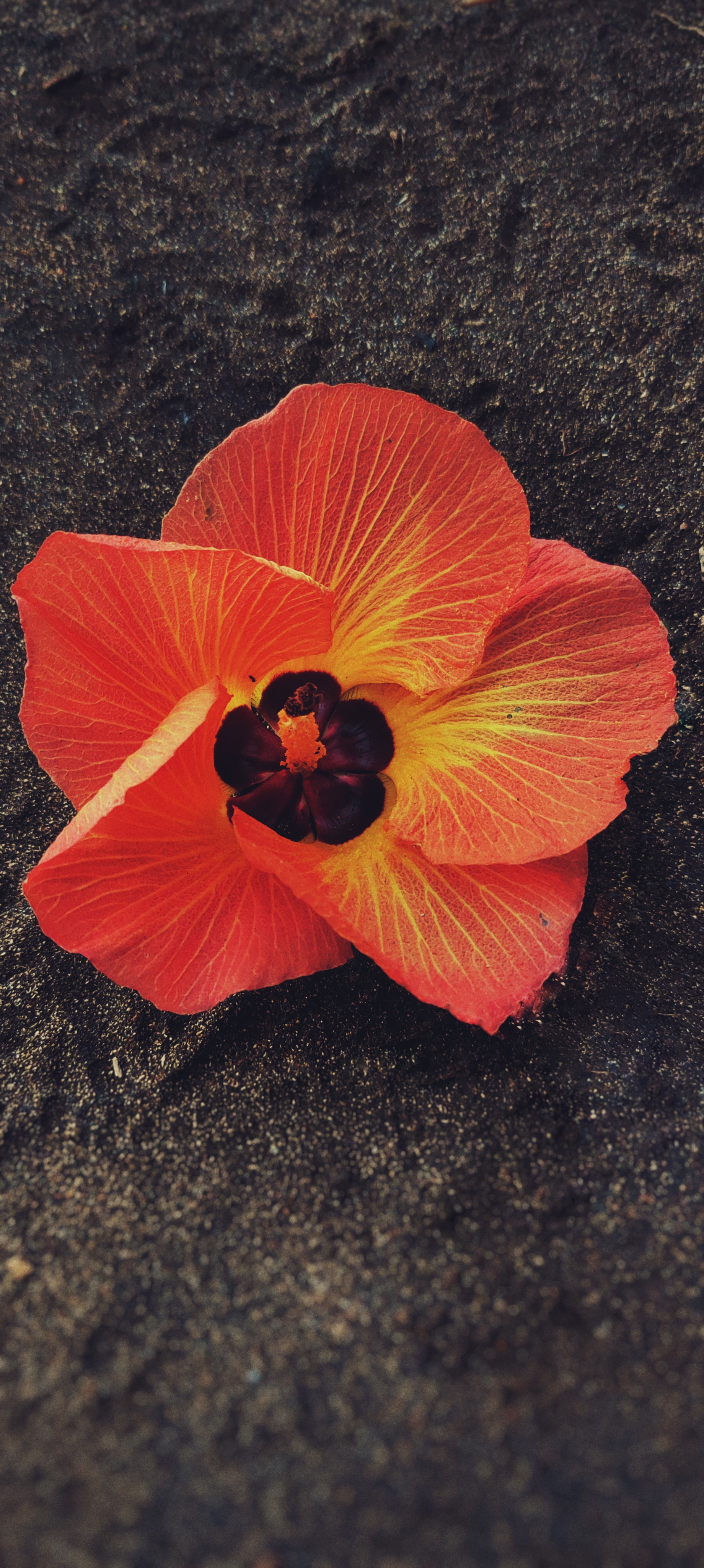 Sand Hibiscus