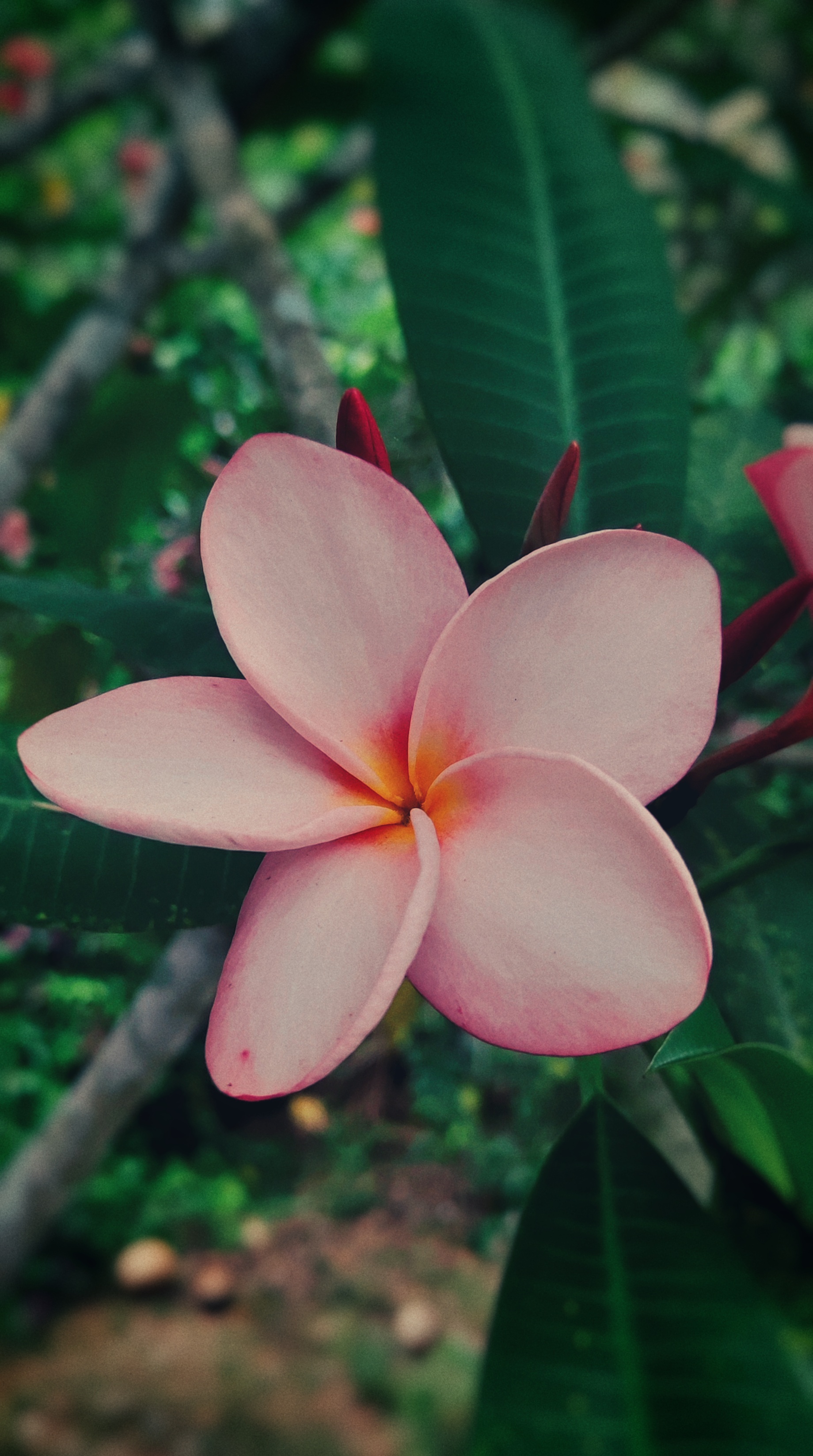 Luscious Flower