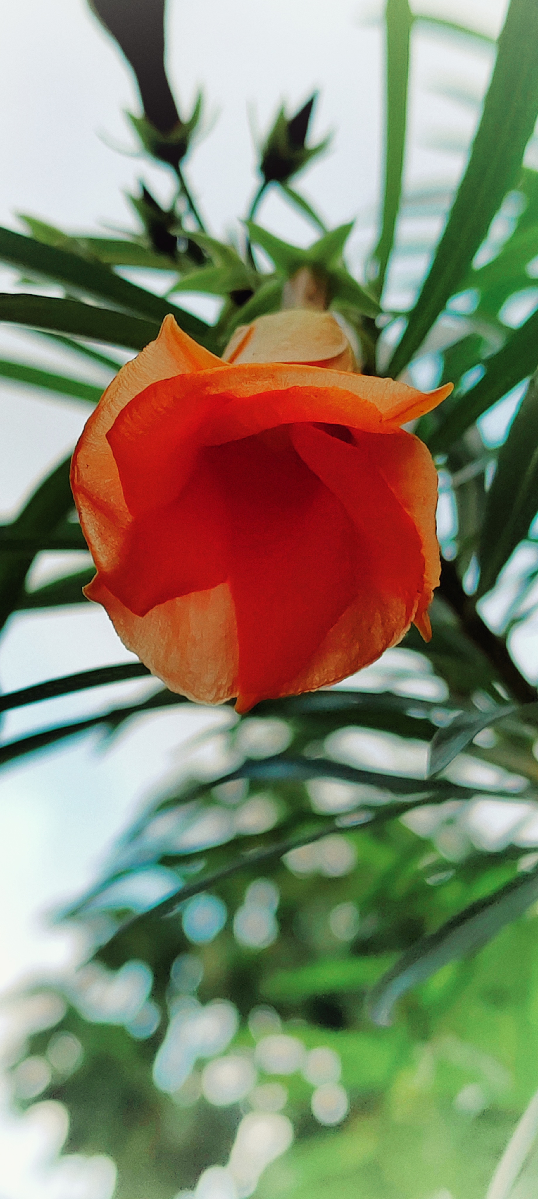 Hibiscus Bell